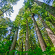 Illustration for article titled Non-profit wants to clone the worlds oldest trees for reforesting